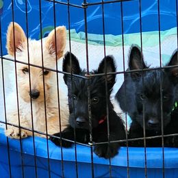 Scottish Terrier Puppies from Nicole's Scottish Terriers