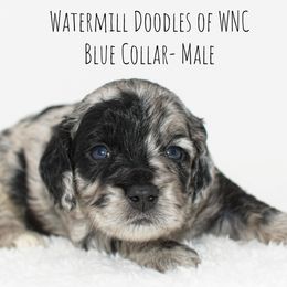 Australian Labradoodle and Cockapoo Puppies from Watermill Doodles of WNC