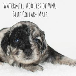 Australian Labradoodle and Cockapoo Puppies from Watermill Doodles of WNC