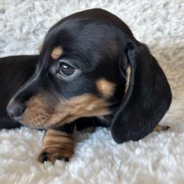 Flower - Black and cream female Dachshund puppy in Homedale, Idaho from Jeff & Joette