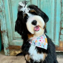 Freya - Bernedoodle