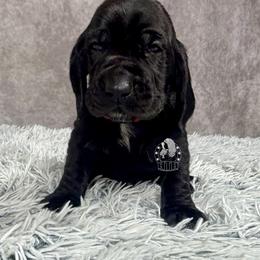 Sage - Black and white male Basset Hound puppy in Dingess, West Virginia from Tuckers' Howling Hounds