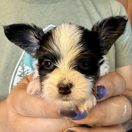 Darya - White black and tan female Papillon puppy in Boardman, Ohio from Taliaferro Kennel