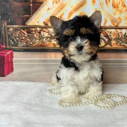 Biewer Terrier and Yorkshire Terrier Puppies from South Georgia Yorkies and Biewers