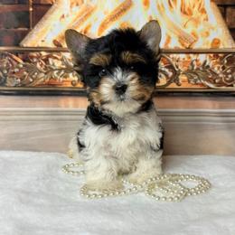 Biewer Terrier and Yorkshire Terrier Puppies from South Georgia Yorkies and Biewers