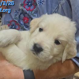 Light Blue Girl - Light golden female Golden Retriever puppy in Peoria, Arizona from Nordic Woof's Golden Retrievers