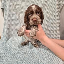 Pink - Liver white and roan female English Springer Spaniel puppy in South Williamsport, Pennsylvania from Hoppin Honey Homestead