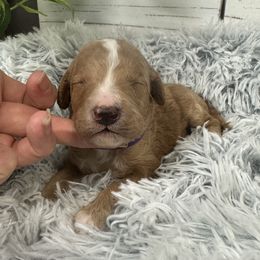 Stormy's Purple Collar Girl 2150.00 - Apricot female Goldendoodle puppy in Alvin, Texas from JP Southern Doodles