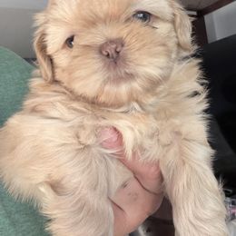 Dash - Liver male Shih Tzu puppy in Elk Grove, California from Precious Shih Tzus