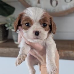 Max - Blenheim male Cavalier King Charles Spaniel puppy in Stevens, Pennsylvania from Jodi's Cavalier King Charles Spaniels and Cavapoos