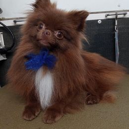 KahLua - Pomeranian
