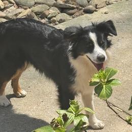 Jewel - Miniature American Shepherd
