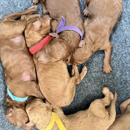 Poodles from Lori Bauer