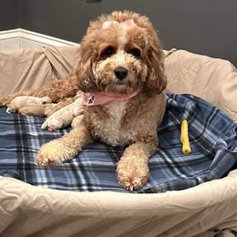 Char Char - Cockapoo