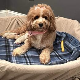Char Char - Cockapoo