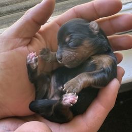 Yorkshire Terrier puppies from Nikki’s Yorkies & Doodles
