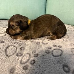 Yellow boy - Sable male Dachshund puppy in Live Oak, Florida from The Weenie Herd Mom