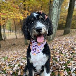 Paisley - Bernedoodle