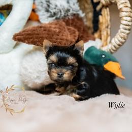 Wylie - Black and tan male Yorkshire Terrier puppy in Marmaduke, Arkansas from Copper Ridge Yorkies