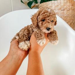Poodle Puppies from Miniature Poodle Stud and Pups
