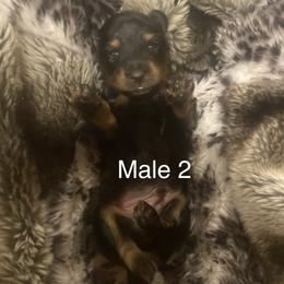 Boy 2 - Black and tan male Dachshund puppy in Caldwell, Idaho from Low Rider Ridge Mini Doxies