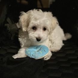 Cavalier King Charles Spaniel, Cavapoo, Maltipoo, and Poodle Puppies from Lainy's Puppies