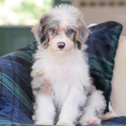 Shaw (socialization program student) - Blue merle male Bernedoodle puppy in Dundee, Ohio from Down Home Doodle