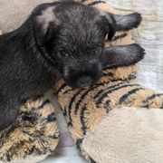 Standard Schnauzer Puppies from Kidson Standard Schnauzers