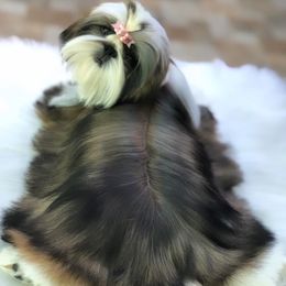 Skyler - Shih Tzu