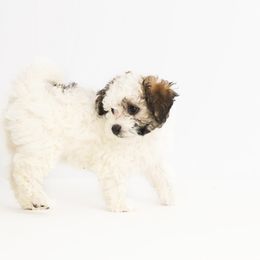 Companion Cross Puppies from CocoPuff Breeders