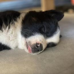 Australian Shepherds from D 1/2 s Ranch