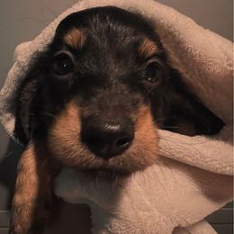 Scorch - Black and cream male Dachshund puppy in Kansas City, Kansas from Stately Dachshunds and Danes