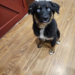 Gwen - Australian Shepherd