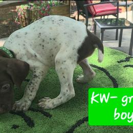Green boy kw26 - Liver and white male German Shorthaired Pointer puppy in Dahlonega, Georgia from Pointer Mountain Bird Dogs