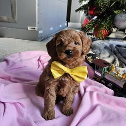 Labradoodle Puppies from Sashasdoodles