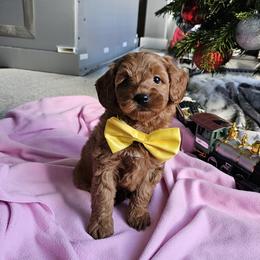 Labradoodle Puppies from Sashasdoodles