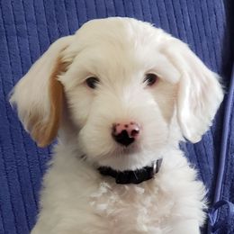 Prince - Parti male Goldendoodle puppy in Phoenix, Arizona from Kerri's Goldendoodles