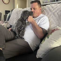 Great Dane Puppies from Leslie Woodard's Great Danes