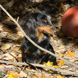 Oakley - Dachshund