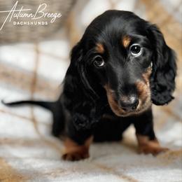 Blythe - Black and tan female Dachshund puppy in Clever, Missouri from Autumn Breeze Dachshunds