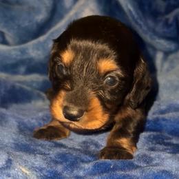 Hank - Black and tan male Dachshund puppy in Goldthwaite, Texas from Mini Mama Dachshunds