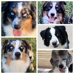 Aussiedoodle, Australian Shepherd, and Toy Australian Shepherd Puppies from Tumblin T Aussies and Aussiedoodles