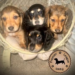 Dachshund Puppies from Premier League Paws