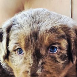 Duke - Red merle male Australian Shepherd puppy in Marengo, Indiana from J&J Kennel
