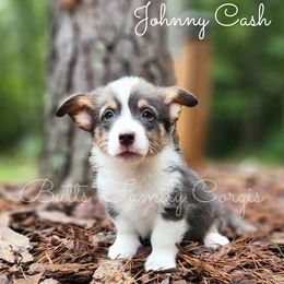 Johnny Cash - American Corgi puppy in Cameron, North Carolina from Butts Family Corgis