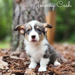 Johnny Cash - American Corgi puppy in Cameron, North Carolina from Butts Family Corgis