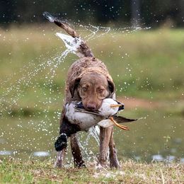 Colt - Chesapeake Bay Retriever