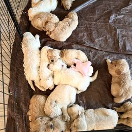 Golden Retriever Puppies from Sunshine Mountain Retrievers