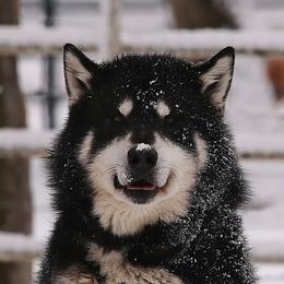 James - Alaskan Malamute