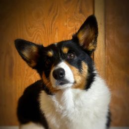 Tipsy - Pembroke Welsh Corgi
